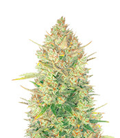 Original Auto OG Kush – Herbies