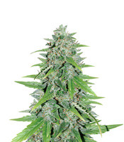 Original Auto Skunk - Herbies