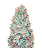 Original Berry - Herbies