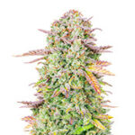 Original Trainwreck Auto