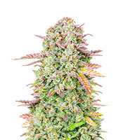 Original Trainwreck Auto – Herbies