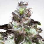 Original White Widow