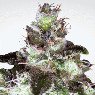 Original White Widow - CBDNOL
