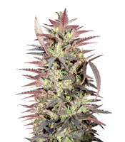 PainKiller - Herbies