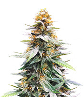 Pakistan Valley Early Harvest - Herbies