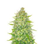 Papaya Cookies Auto