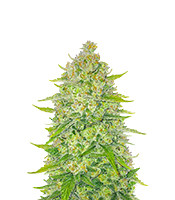 Papaya Cookies Auto - Herbies