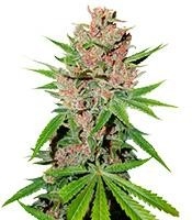 Passion Fruit - Herbies