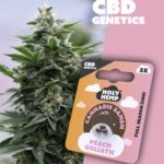 Peach Goliath CBD Genetics - Holy Hemp