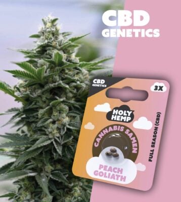 Peach Goliath CBD Genetics - Holy Hemp