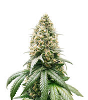 Peach Puree CBD - Herbies