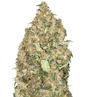 Peyote Cookies - Herbies