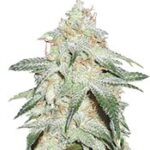 Pickled Diesel Auto