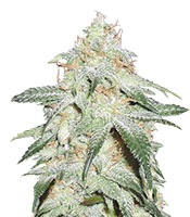 Pickled Diesel Auto – Herbies