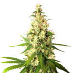 Pineapple Express