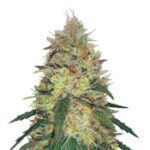 Pineapple Haze Regular