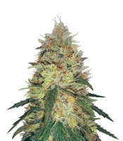 Pineapple Haze Regular - Herbies