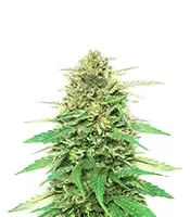 Pineapple Muffin Autoflower - Herbies