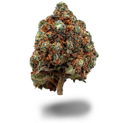 Pink Mimosa - CBDIA