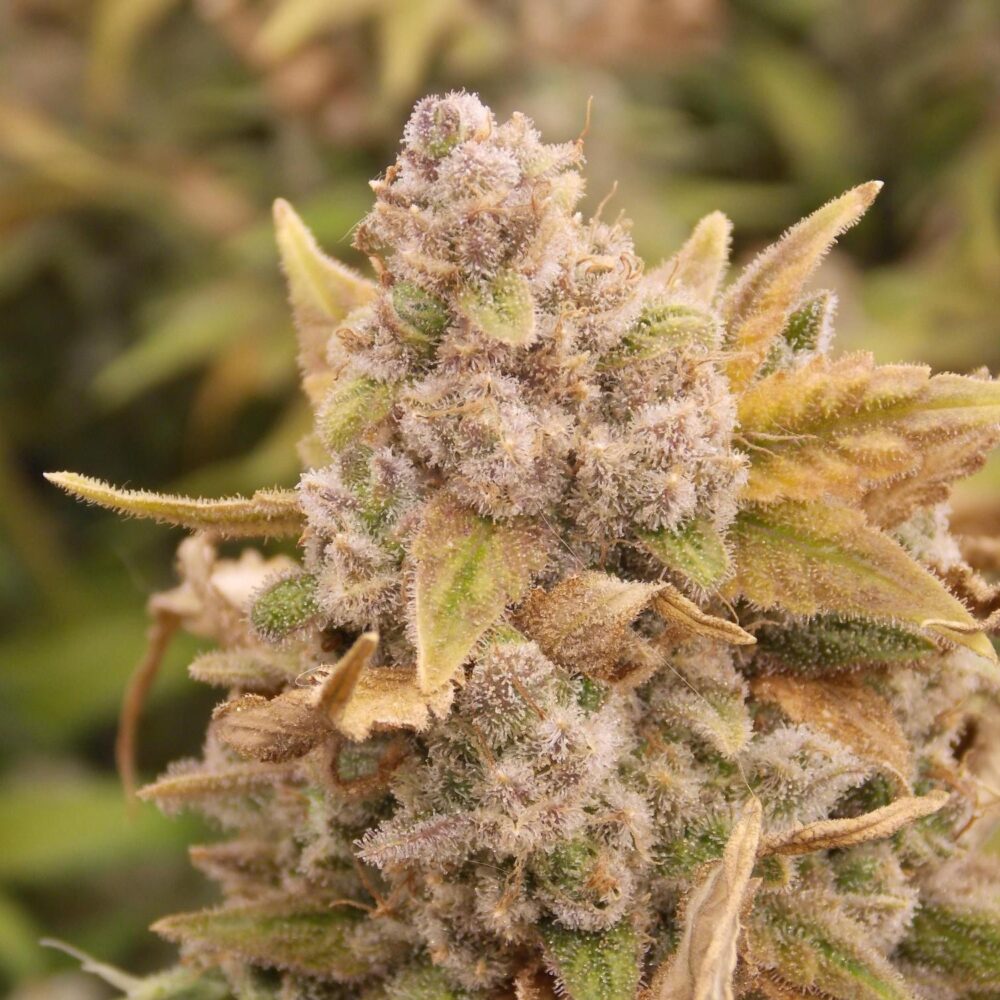 Platinum Chunck Cookies Steckling - Lucky Hemp