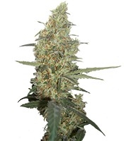 Power Plant regular - Herbies