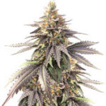 Pure Gelato