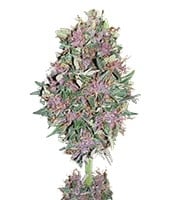Purple #1 - Herbies