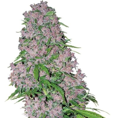 Purple Bud Feminisiert - Hanfgarten
