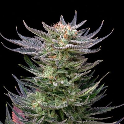 Purple Dream Auto - Kannabia