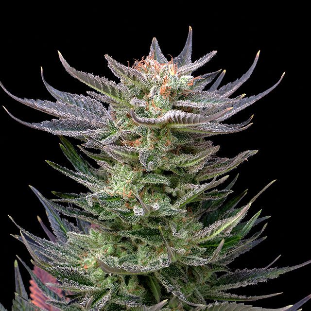 Purple Dream Auto - Kannabia