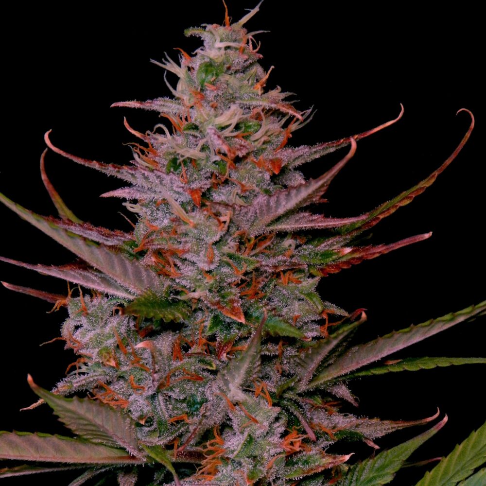 Purple Frost Steckling - Lucky Hemp