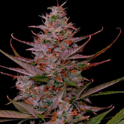 Purple Frost Steckling - Lucky Hemp
