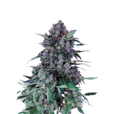 Purple Haze 040 Cannabis Samen Extra Strong Feminisierte Autoflowering Samen - CBD040