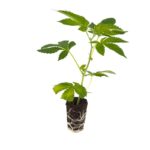 Purple Haze - Hanfgarten