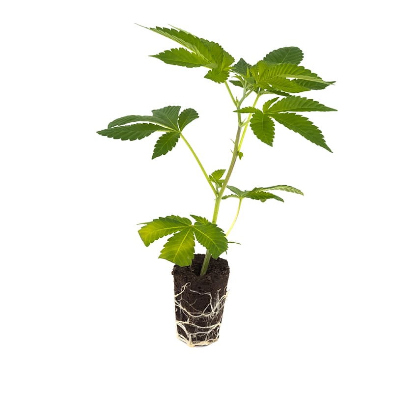 Purple Haze - Hanfgarten