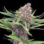 Purple Kush