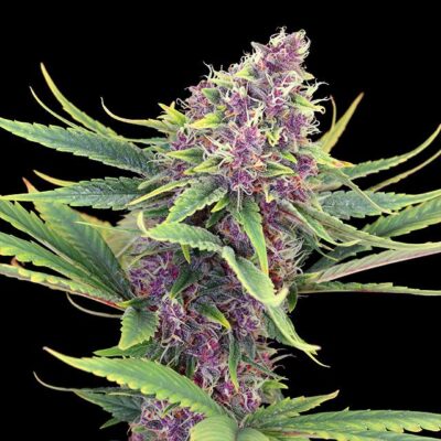 Purple Kush – Kannabia