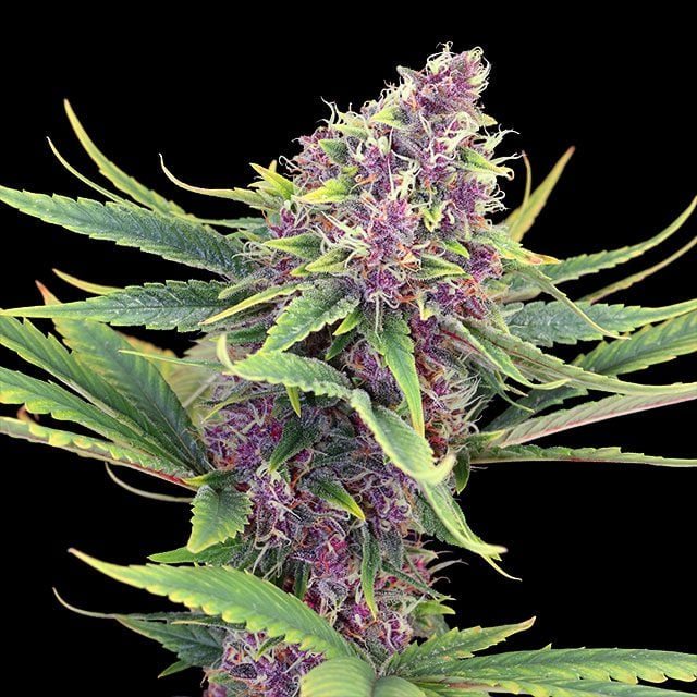 Purple Kush - Kannabia
