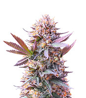 Purple Lemonade Fast Flowering - Herbies