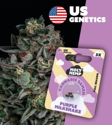 Purple Milkshake Cali Seeds - Holy Hemp