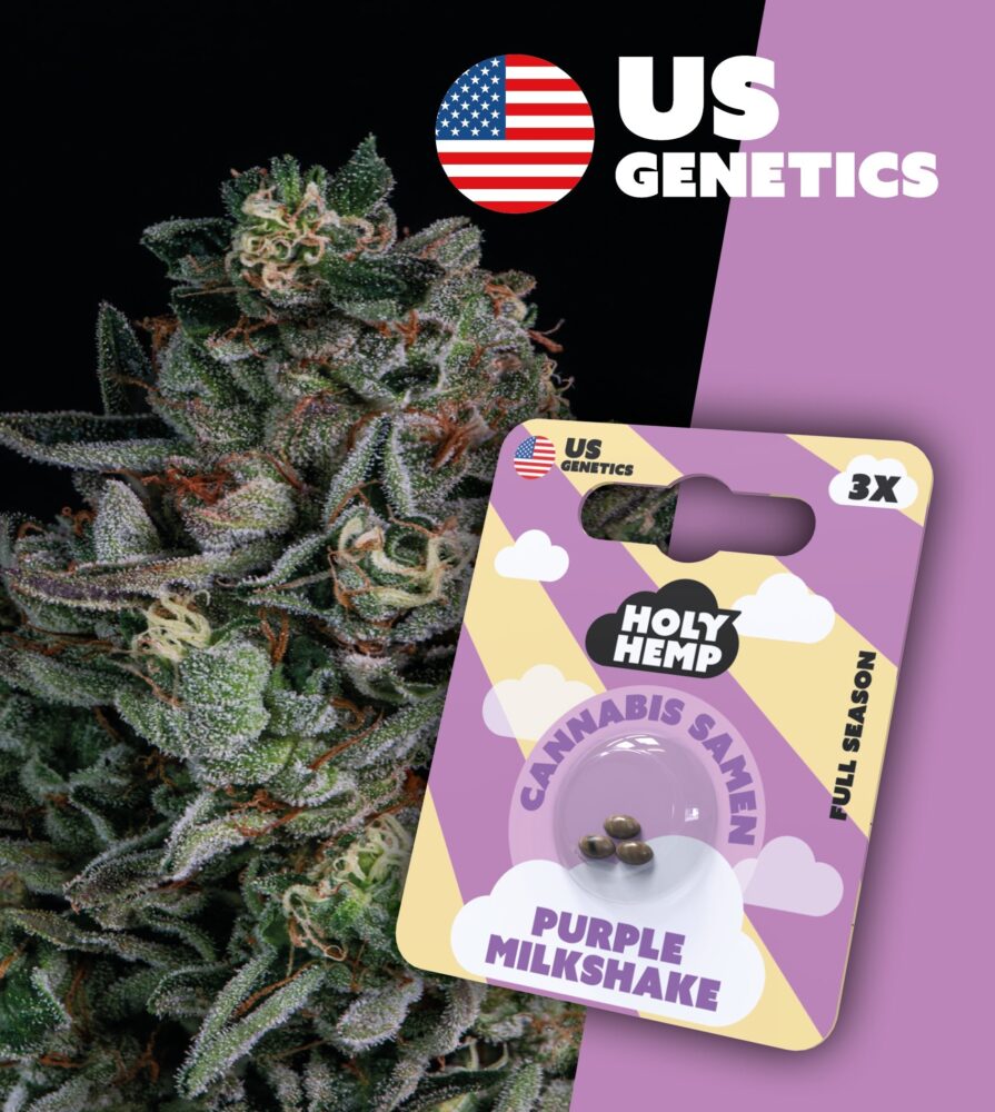 Purple Milkshake Cali Seeds - Holy Hemp