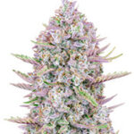 Purple Punch Auto