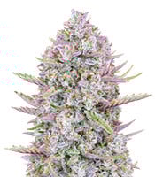 Purple Punch Auto - Herbies