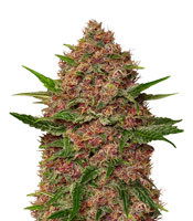 Purple Punch Cookies - Herbies