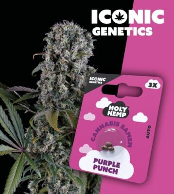 Purple Punch Iconic Seeds - Holy Hemp