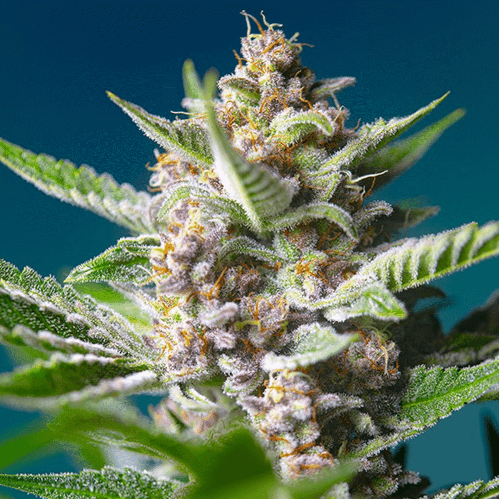 Purple Punch OG - CBDNOL