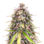 Purple Punch OG
