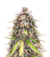 Purple Punch OG - Herbies