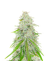 Purple Punch x Lemon Drizzle - Herbies