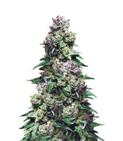 Purple Urkle - Herbies